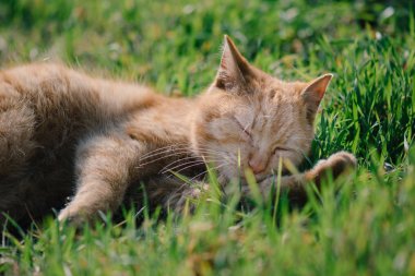 Uyuyan kedi. Şirin kedi otların arasında rahatlatıcı.