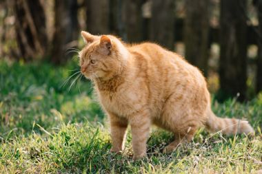Bahçe içinde şirin kırmızı kedi