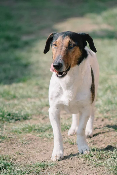 Ładny Pies Chodzić Terrier Pies Odkryty — Zdjęcie stockowe