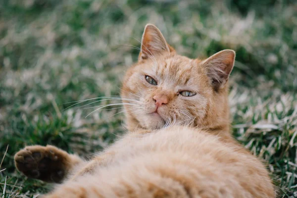 花园里的懒猫 — 图库照片