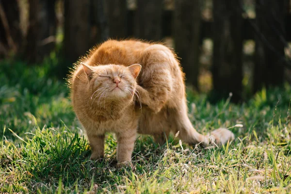Macska Karmoló Szabadtéri Aranyos Vörös Macska — Stock Fotó