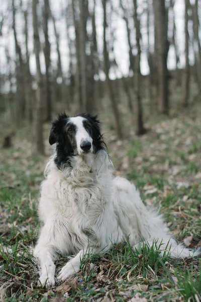 Borzoi Hond Liggen Buiten — Stockfoto