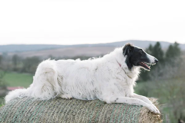 Borzoj Pies Leżącej Odkryty — Zdjęcie stockowe