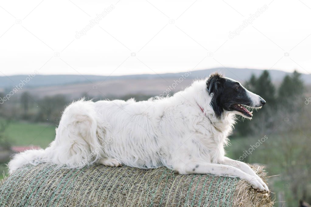 Borzoi dog lying down outdoor.