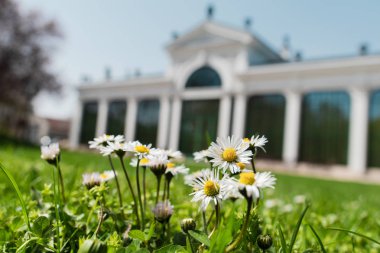 Papatya yeşil çayır üzerinde. Güzel arka plan üzerinde bina. Tata, Macaristan, Palmhouse. Ünlü düğün mekanı. 