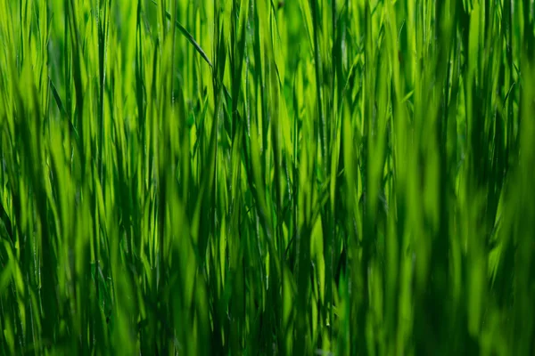 Green Grass Background Abstract — Stock Photo, Image