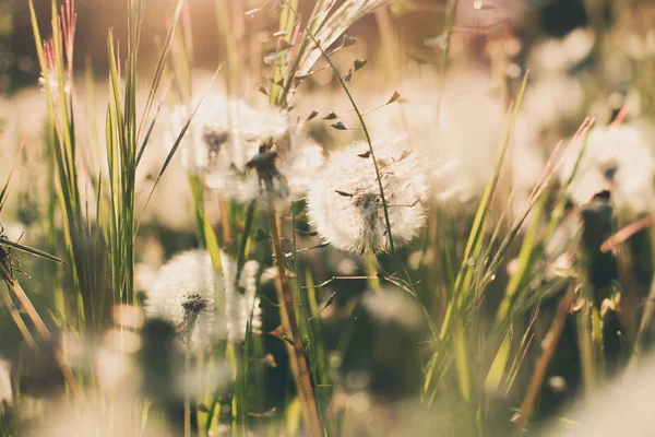 Dandelion Field Sunset Amazing Nature — Stock Photo, Image