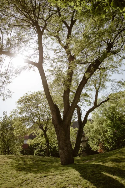 Велике Дерево Громадському Парку — стокове фото