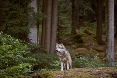 Kurt Bayerischer Wald Milli Parkı. Almanya.