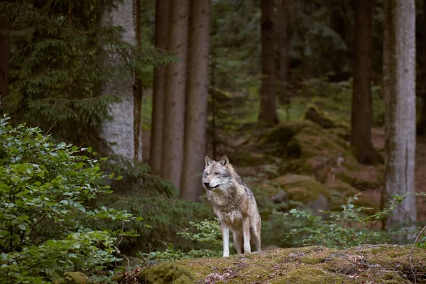 Волк Национальном Парке Байеришер Вальд Германия — стоковое фото