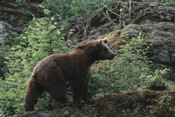 Brown Bear Forest Bayerischer Wald National Park Germany — Stock Photo, Image