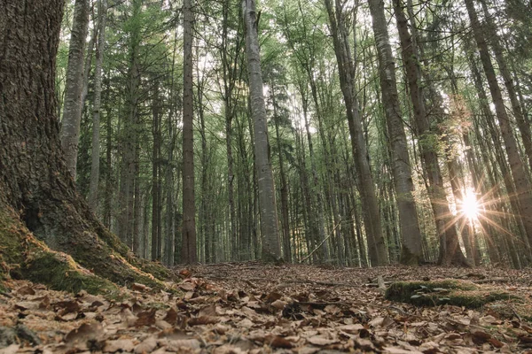 Rayons Soleil Dans Forêt — Photo