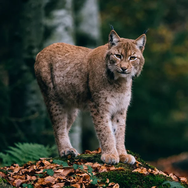 Lynx Ένα Βράχο Στέκεται Στο Δάσος — Φωτογραφία Αρχείου