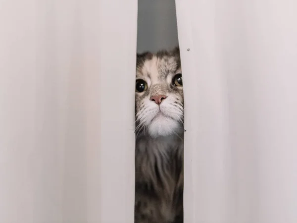 Cute Cat Hiding Home — Stockfoto