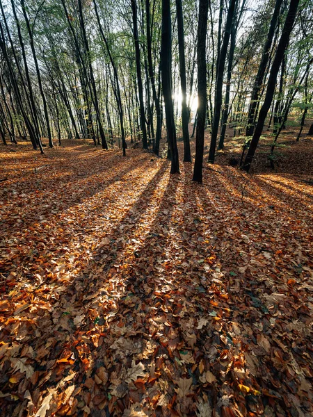 Pădure Apus Sau Răsărit — Fotografie, imagine de stoc