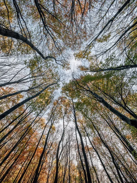 Forêt Coucher Lever Soleil — Photo