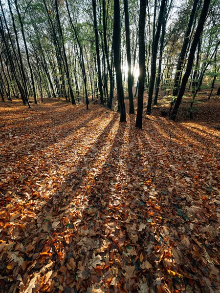 Forest Sunset Sunrise — Stock Photo, Image