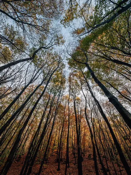 Forest Sunset Sunrise — Stock Photo, Image