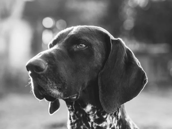 Retrato Perro Puntero Alemán — Foto de Stock