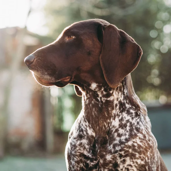 Portrait Chien Pointeur Allemand — Photo