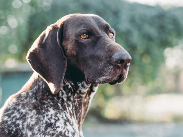 Retrato Perro Puntero Alemán — Foto de Stock