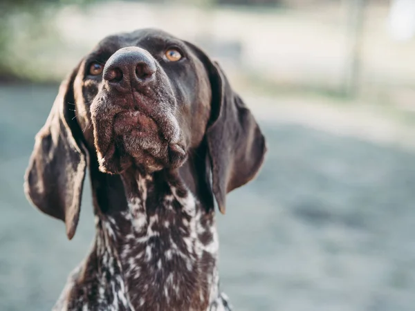 Πορτρέτο Σκύλου Γερμανικός Δείκτης — Φωτογραφία Αρχείου