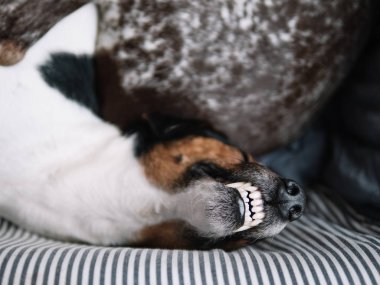 Uyuyan teriyer köpeği, dişlek gülümsemeli.
