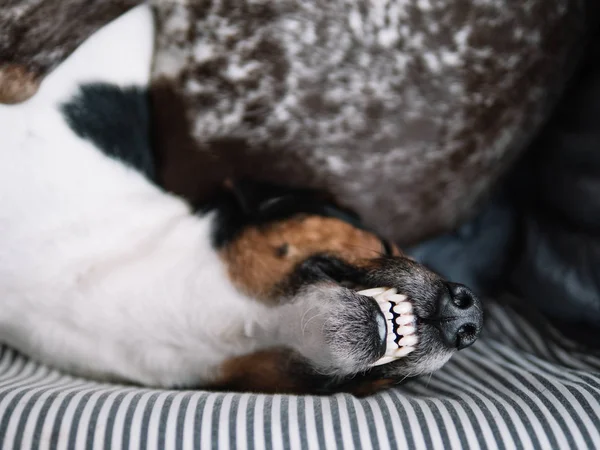 Śpiący Pies Terier Zębowym Uśmiechem — Zdjęcie stockowe