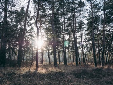 gün batımında orman