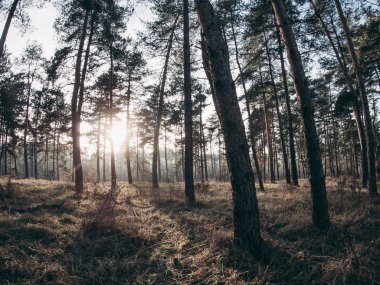 gün batımında orman