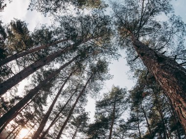 gün batımında orman