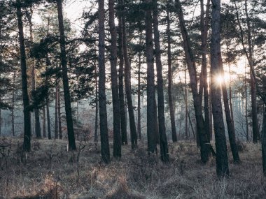 gün batımında orman