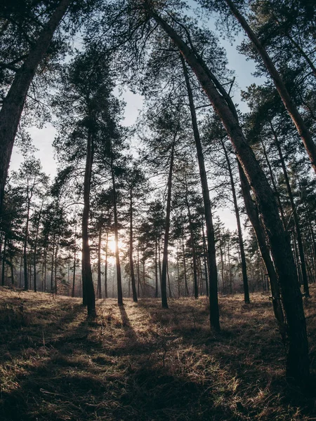 Coucher Soleil Dans Forêt — Photo