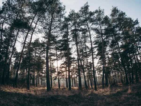 Sonnenuntergang Wald — Stockfoto