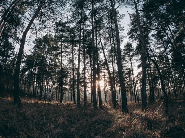 Coucher Soleil Dans Forêt — Photo