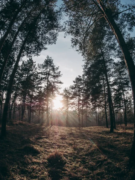Coucher Soleil Dans Forêt — Photo