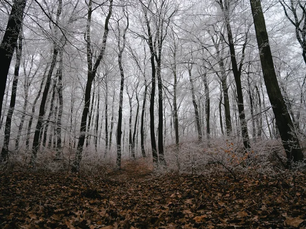 Alberi Nella Foresta Paesaggio Ghiacciato — Foto Stock