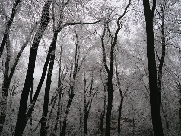 Δέντρα Στο Δάσος Παγωμένο Τοπίο — Φωτογραφία Αρχείου