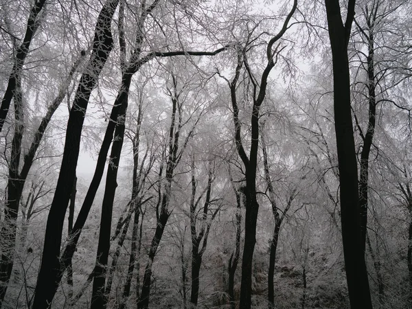 Árvores Floresta Paisagem Congelada — Fotografia de Stock