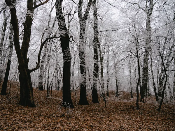 Árvores Floresta Paisagem Congelada — Fotografia de Stock