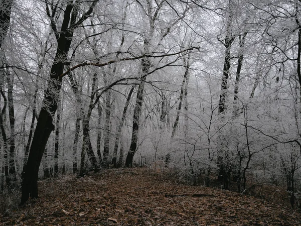 Arbres Dans Forêt Paysage Gelé — Photo