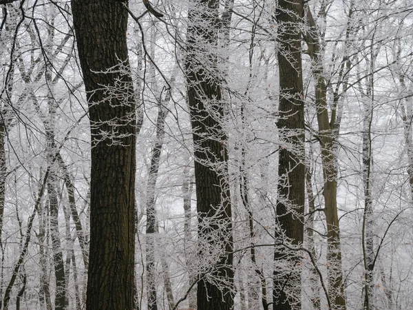 Bäume Wald Gefrorene Landschaft — Stockfoto