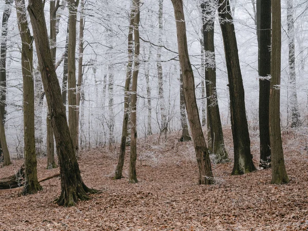 Деревья Лесу Замерзший Пейзаж — стоковое фото