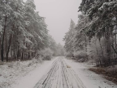 Kış ormanında yol