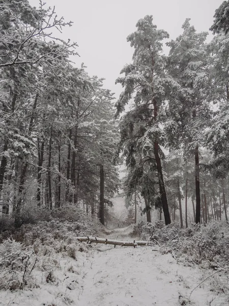 Bosque Invierno Paisaje Nevado —  Fotos de Stock