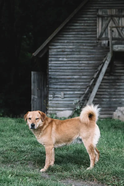 Guiño Perro Pie Granja — Foto de Stock