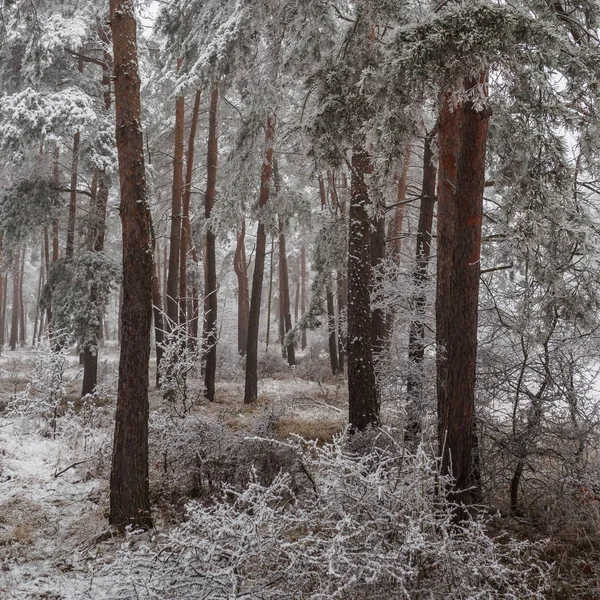 冬天的森林 寒冷的自然景观 — 图库照片