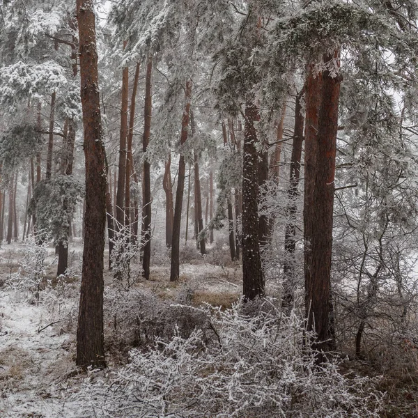 Vinterskog Frosty Natur Landskap — Stockfoto