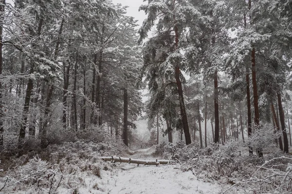 Bosque Invierno Paisaje Naturaleza Helada —  Fotos de Stock