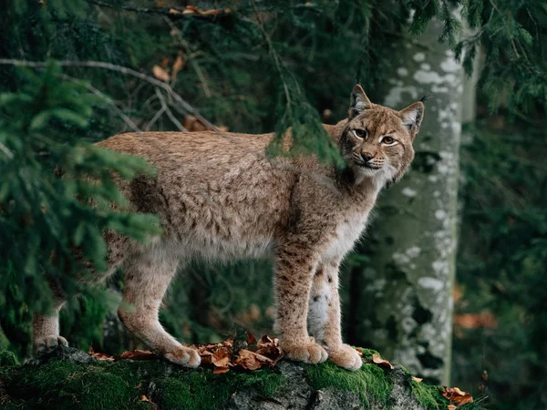 Lynx Στο Εθνικό Πάρκο Bayerischer Wald — Φωτογραφία Αρχείου